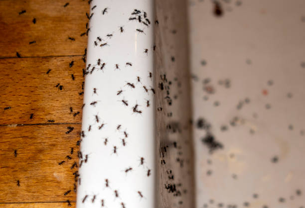 Best Residential Pest Control  in Huntley, IL