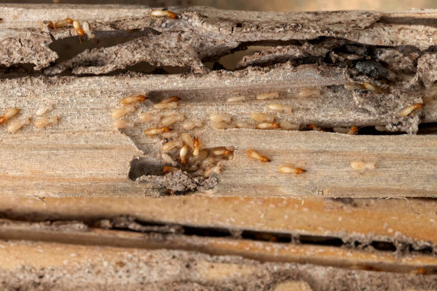 Best Bed Bug Extermination  in Huntley, IL