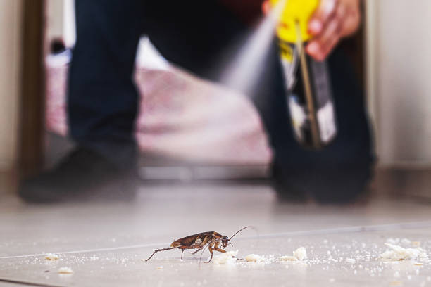 Reliable Huntley, IL Pest Control Solutions